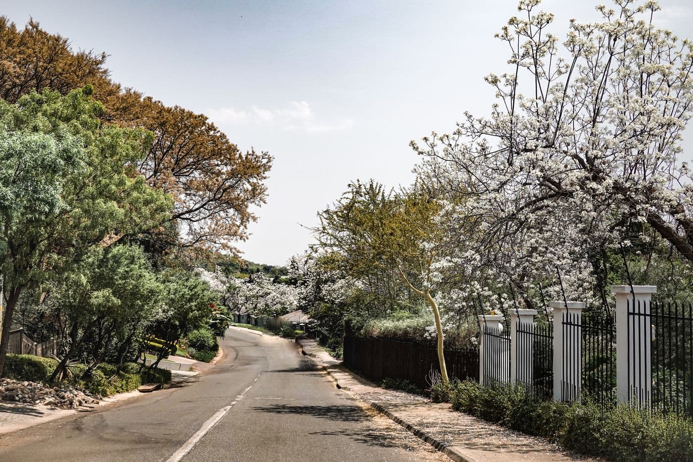 Avenida residencial con arbolado, zona de muestra