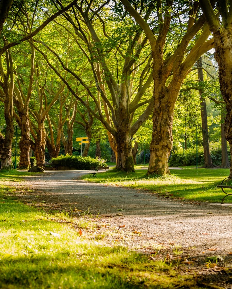 Parque con zonas verdes para familias, zona de muestra